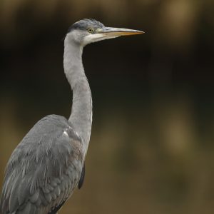 Gray heron - one of the most beautiful birds on the lake!