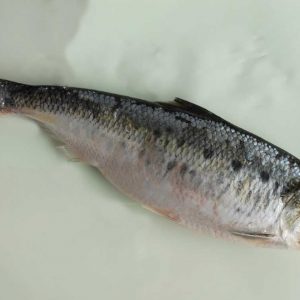 Уклева - самый многочисленный вид рыб в озере ...